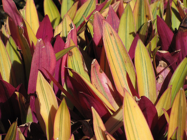 Tradescantia spathacea (Tradescantia spathacea)