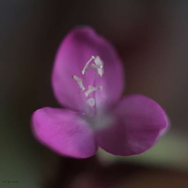 Misère