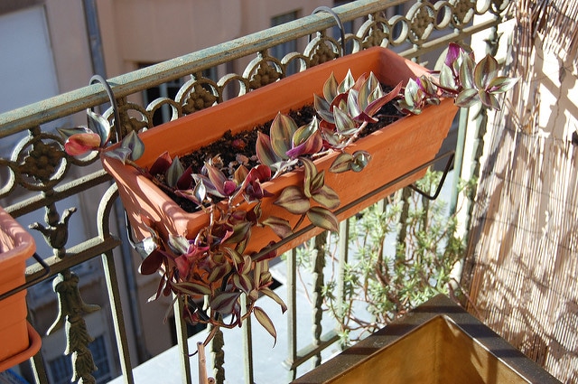 Misère (Tradescantia zebrina)