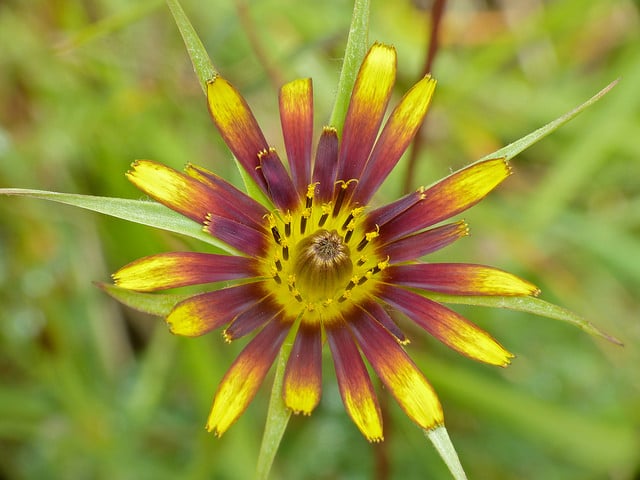 Tragopogon crocifolius