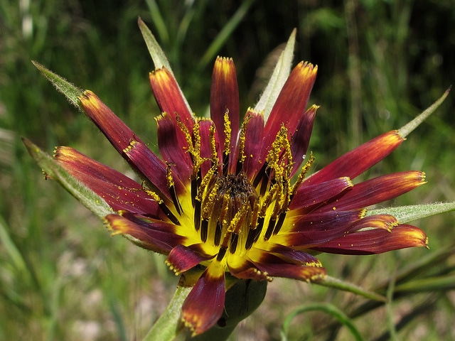 Tragopogon crocifolius