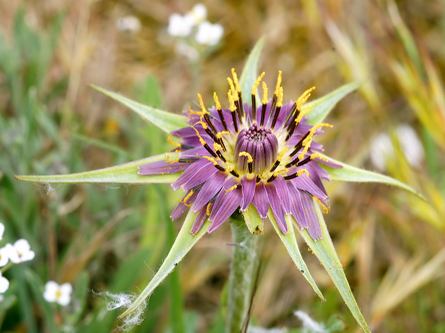 Salsifis cultivé (Tragopogon porrifolius)