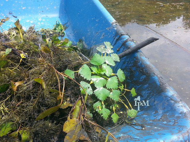 Mâcre nageante (Trapa natans)