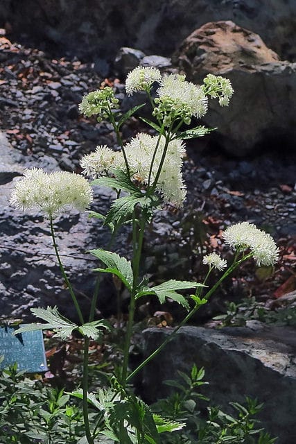 Trautvetteria caroliniensis (Trautvetteria caroliniensis)