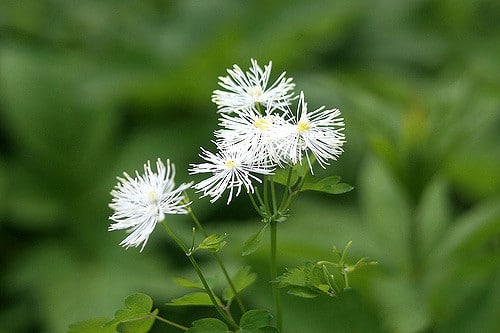 Trautvetteria caroliniensis