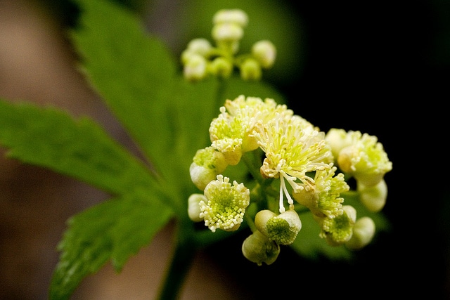 Trautvetteria caroliniensis