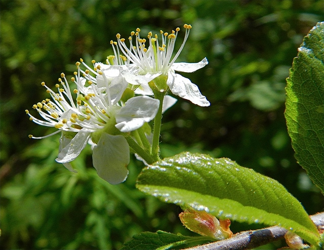 Trautvetteria caroliniensis