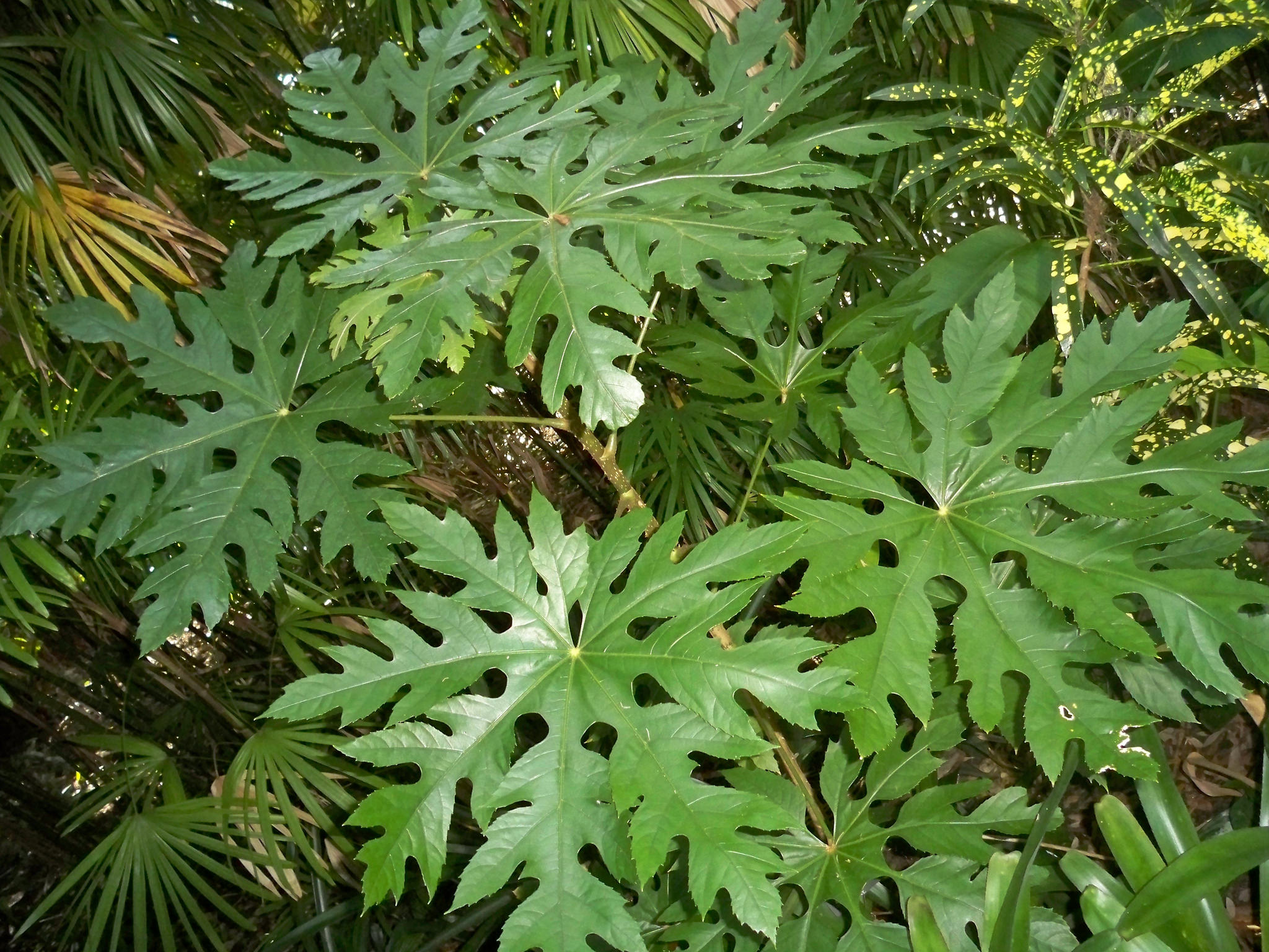 Trevesia palmata