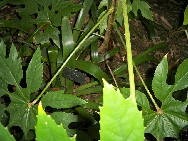Trevesia palmata