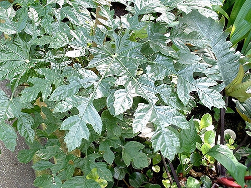 Trevesia palmata