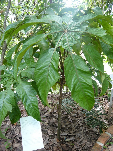 Trevesia palmata