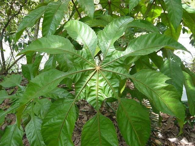 Trevesia palmata