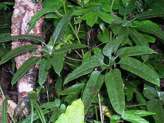 Trevesia palmata (Trevesia palmata)