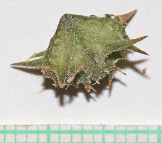 Tribule terrestre (Tribulus terrestris)