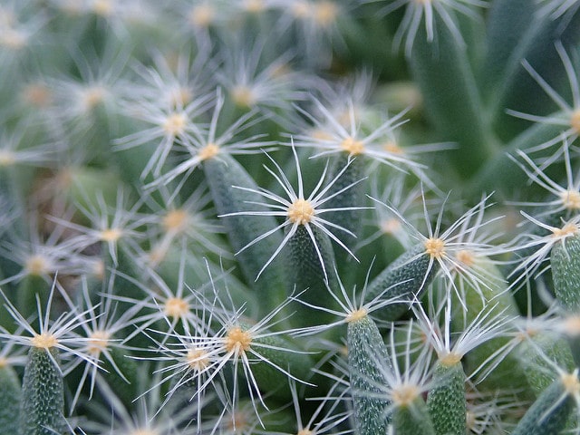 Trichodiadema densum