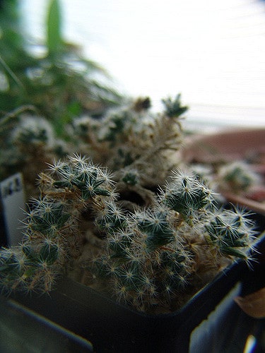 Trichodiadema densum