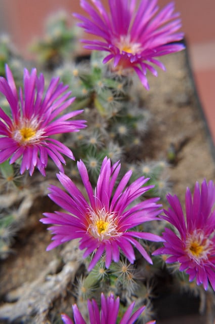 Trichodiadema densum