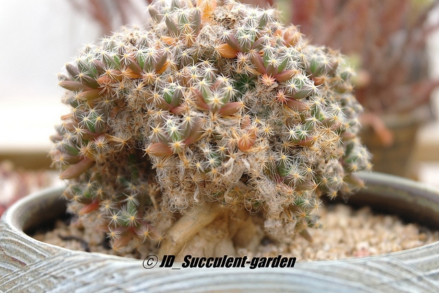 Trichodiadema densum