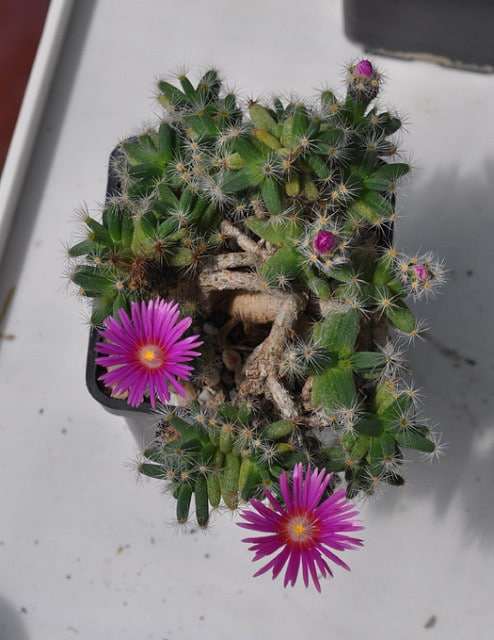 Trichodiadema densum