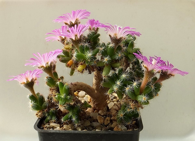 Trichodiadema densum