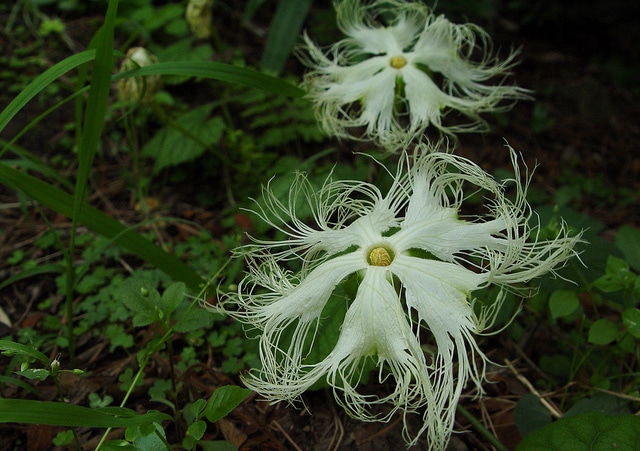 Trichosanthes kirilowii