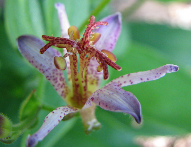 Lis des crapauds de formose (Tricyrtis formosana)