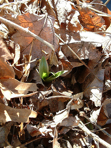 Lis des crapauds hirta (Tricyrtis hirta)