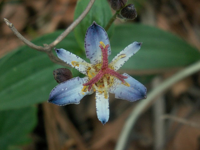 Lis des crapauds (Tricyrtis lasiocarpa)