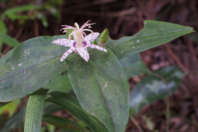 Lis des crapauds macropoda (Tricyrtis macropoda)