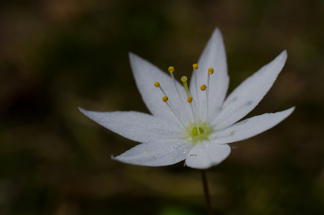 Trientale (Trientalis europaea)
