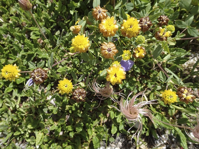 Trèfle bai (Trifolium badium)