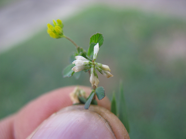 Petit trèfle jaune (Trifolium dubium)
