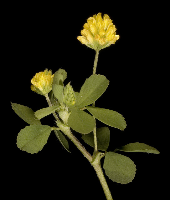 Petit trèfle jaune