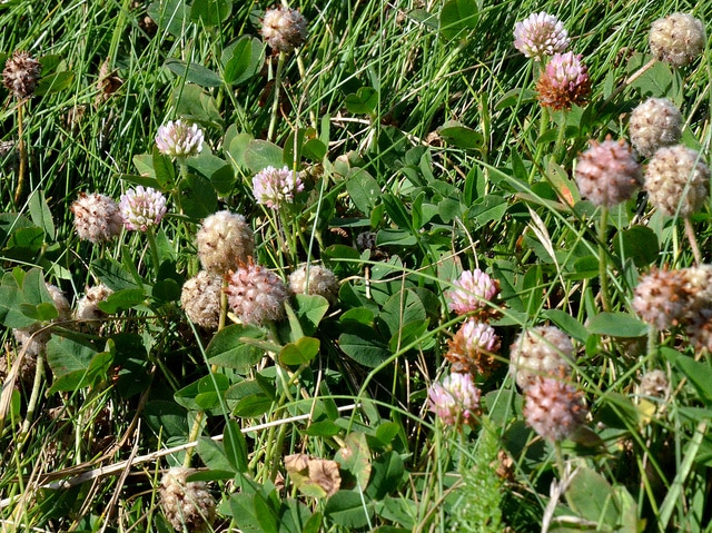 Trèfle fraisier (Trifolium fragiferum)