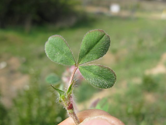 Trèfle hérissé (Trifolium hirtum)