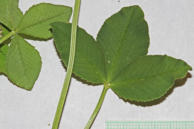 Trèfle bâtard (Trifolium hybridum)