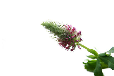 Trèfle du rousillon (Trifolium incarnatum)