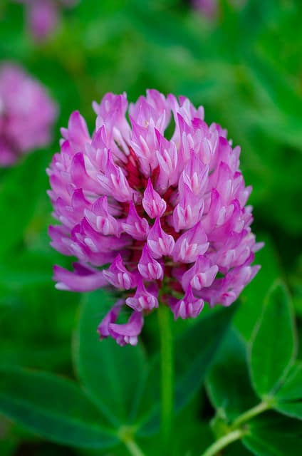 Trèfle flexueux (Trifolium medium)