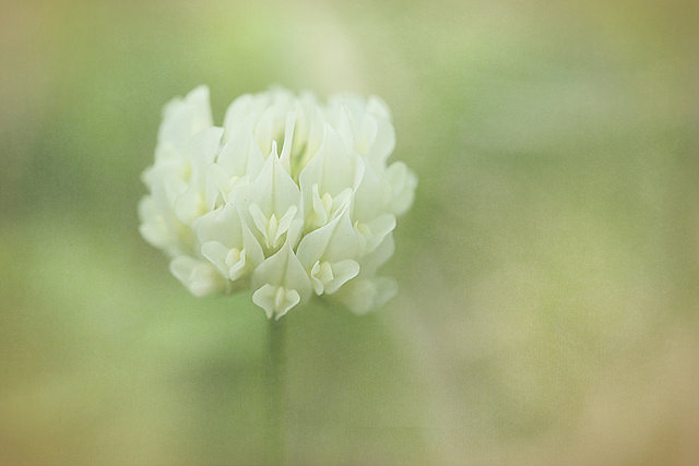 Trèfle blanc