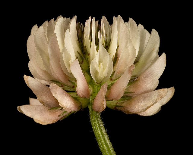 Trèfle blanc