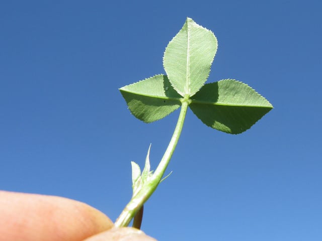 Trèfle de perse