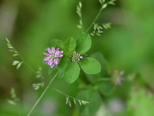 Trèfle de perse (Trifolium resupinatum)
