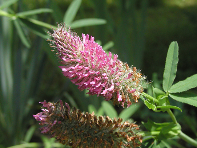 Trèfle rougeâtre