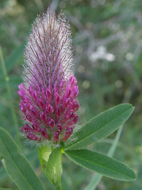 Trèfle rougeâtre