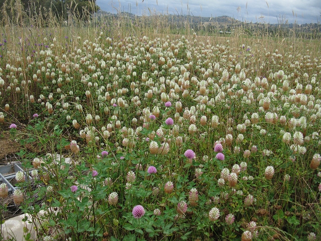 Trèfle renflé en vessie (Trifolium vesiculosum)