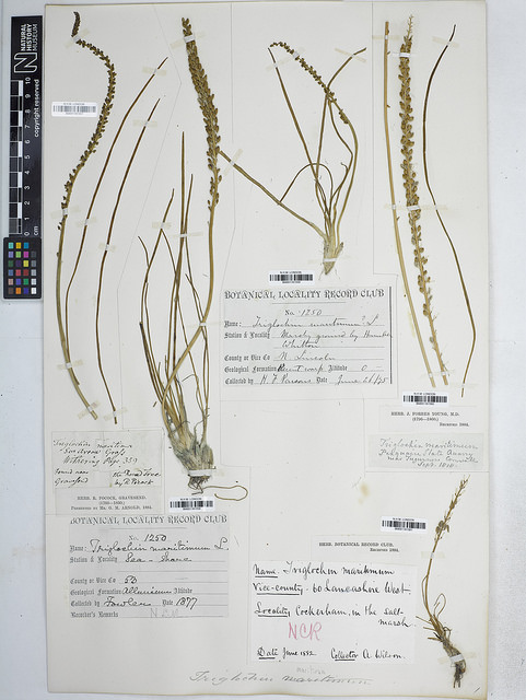 Troscart maritime (Triglochin maritima)