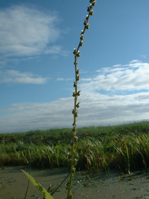 Troscart des marais