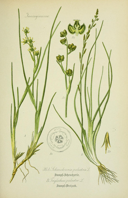 Troscart des marais