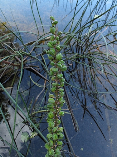 Triglochin procera