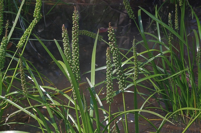 Triglochin procera